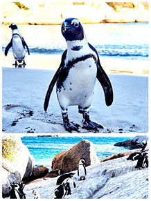 かわいいアフリカペンギン 絶滅危惧種の画像(危惧に関連した画像)