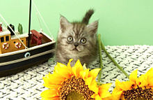 プロの写真家撮影 フォトスタジオの猫 おしゃれの画像(猫 おしゃれに関連した画像)