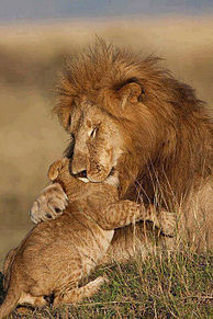 ライオンの親子の画像8点 完全無料画像検索のプリ画像 Bygmo