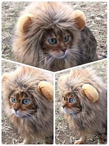 猫 ライオンの画像53点 完全無料画像検索のプリ画像 Bygmo
