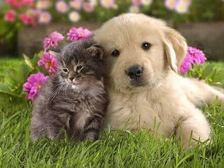 かわいい子犬と子猫の画像 プリ画像