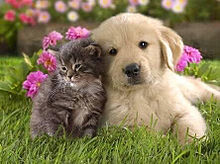 かわいい子犬と子猫の画像(犬とに関連した画像)