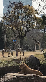 大阪市 天王寺動物園の画像(大阪市に関連した画像)