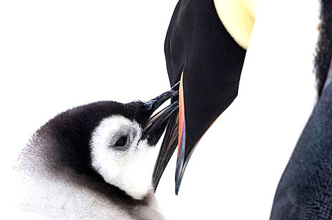 ペンギンの親子 かわいいの画像 プリ画像