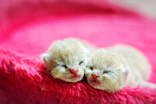 かわいい猫の赤ちゃん  ハートのいいねを押してね！の画像(#赤ちゃんに関連した画像)