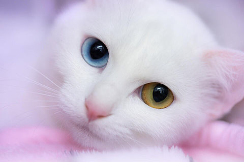 オッドアイ 猫 白猫の画像14点 完全無料画像検索のプリ画像 Bygmo