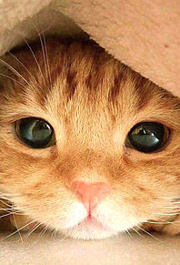 動物画像無料 これまでで最高の可愛い 画像 猫
