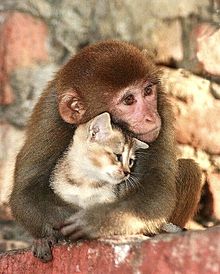 かわいい 猿の画像312点 完全無料画像検索のプリ画像 Bygmo