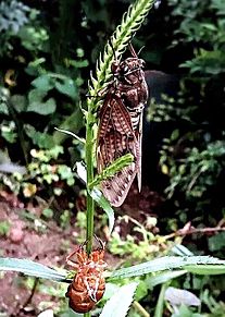 アブラゼミの羽化  蝉  写真右下のハートを押してねの画像(蝉に関連した画像)