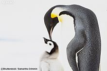 ペンギンの画像5719点 完全無料画像検索のプリ画像 Bygmo