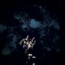 深い闇の森【闇遊戯】の画像(闇遊戯に関連した画像)