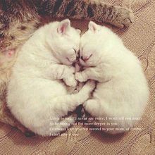 白猫 動物 かわいい おやすみの画像1点 完全無料画像検索のプリ画像 Bygmo