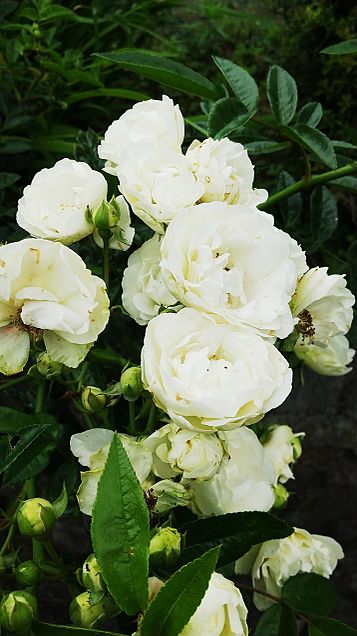 白い薔薇の画像13点 完全無料画像検索のプリ画像 Bygmo