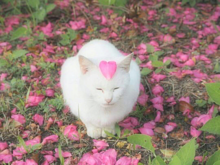 壁紙 猫 花の画像54点 完全無料画像検索のプリ画像 Bygmo