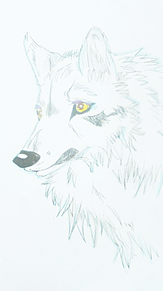 シートン動物記狼王ロボ「ブランカ」の画像(ランカに関連した画像)