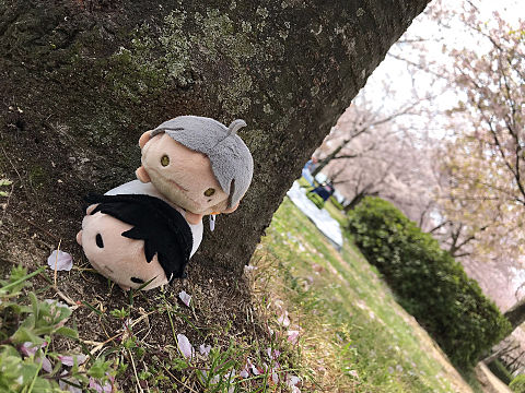 赤葦 菅原 桜の木の下で2の画像(プリ画像)