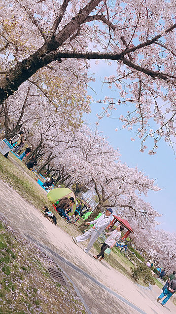 桜 花園中央公園にての画像(プリ画像)