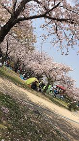 桜 花園中央公園にて プリ画像