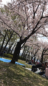 桜 花園中央公園にて プリ画像