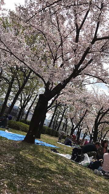 桜 花園中央公園にての画像 プリ画像