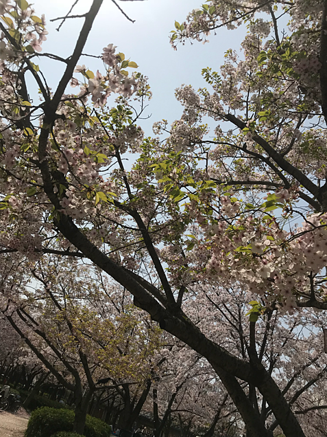 桜 花園中央公園にての画像(プリ画像)