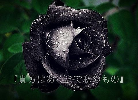 黒薔薇の花言葉 完全無料画像検索のプリ画像 Bygmo