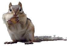 動物 リス 栗鼠の画像4点 完全無料画像検索のプリ画像 Bygmo