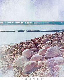 貝殻の画像(貝殻に関連した画像)