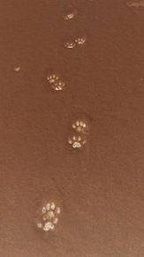 猫の足跡の画像(足跡 動物に関連した画像)