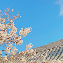 おしゃれ 壁紙 桜の画像185点 完全無料画像検索のプリ画像 Bygmo
