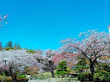 桜の画像(庭に関連した画像)