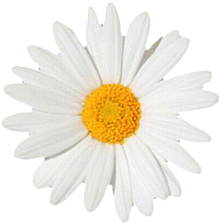 flower の画像(花 透過 冠に関連した画像)
