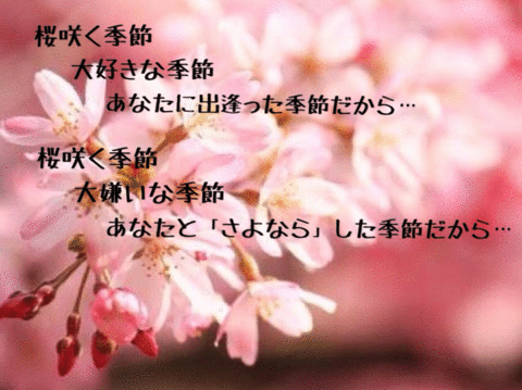 桜咲く季節。の画像(プリ画像)