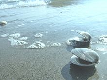 波打ち際の画像(貝殻に関連した画像)