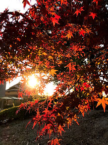 夕日と紅葉🍁 プリ画像