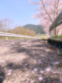 桜の画像(#インスタ映えに関連した画像)