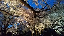 夜桜の画像(夢見草に関連した画像)