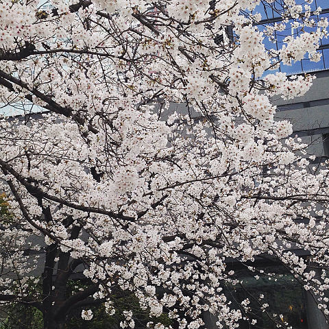 桜満開の画像 プリ画像