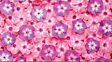 flowerの画像(ピンク/桃色に関連した画像)