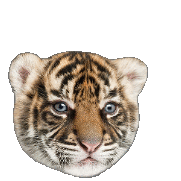 トラ 動物の画像262点 完全無料画像検索のプリ画像 Bygmo