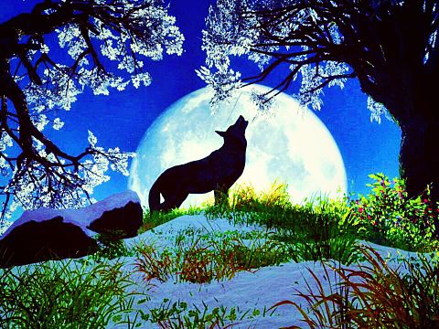 夜桜と月に吠える狼。の画像 プリ画像