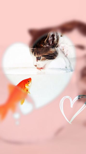 猫と金魚と。の画像 プリ画像