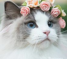 綺麗な猫の画像7点 完全無料画像検索のプリ画像 Bygmo