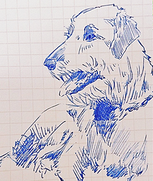 イラスト ボールペン 犬の画像8点 完全無料画像検索のプリ画像 Bygmo