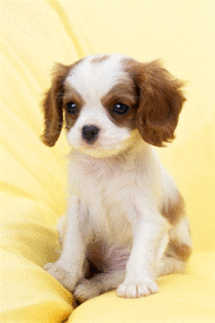 かわいい キャバリア 犬の画像7点 完全無料画像検索のプリ画像 Bygmo