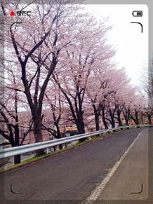 坂の桜並木 プリ画像