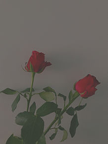 シンプル モノクロ 花の画像426点 ページ目 完全無料画像検索のプリ画像 Bygmo