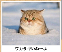 おもしろ 猫 雪の画像8点 完全無料画像検索のプリ画像 Bygmo