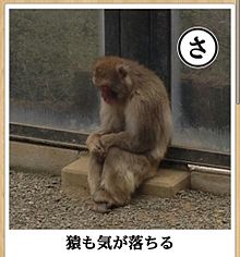 おもしろ 猿の画像59点 完全無料画像検索のプリ画像 Bygmo