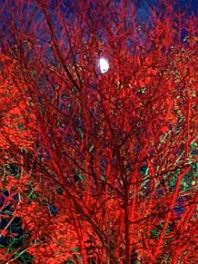 ライトアッライトアップ木と月と星の画像(#月と星に関連した画像)